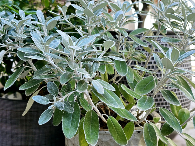 Madame table de Cheffe 